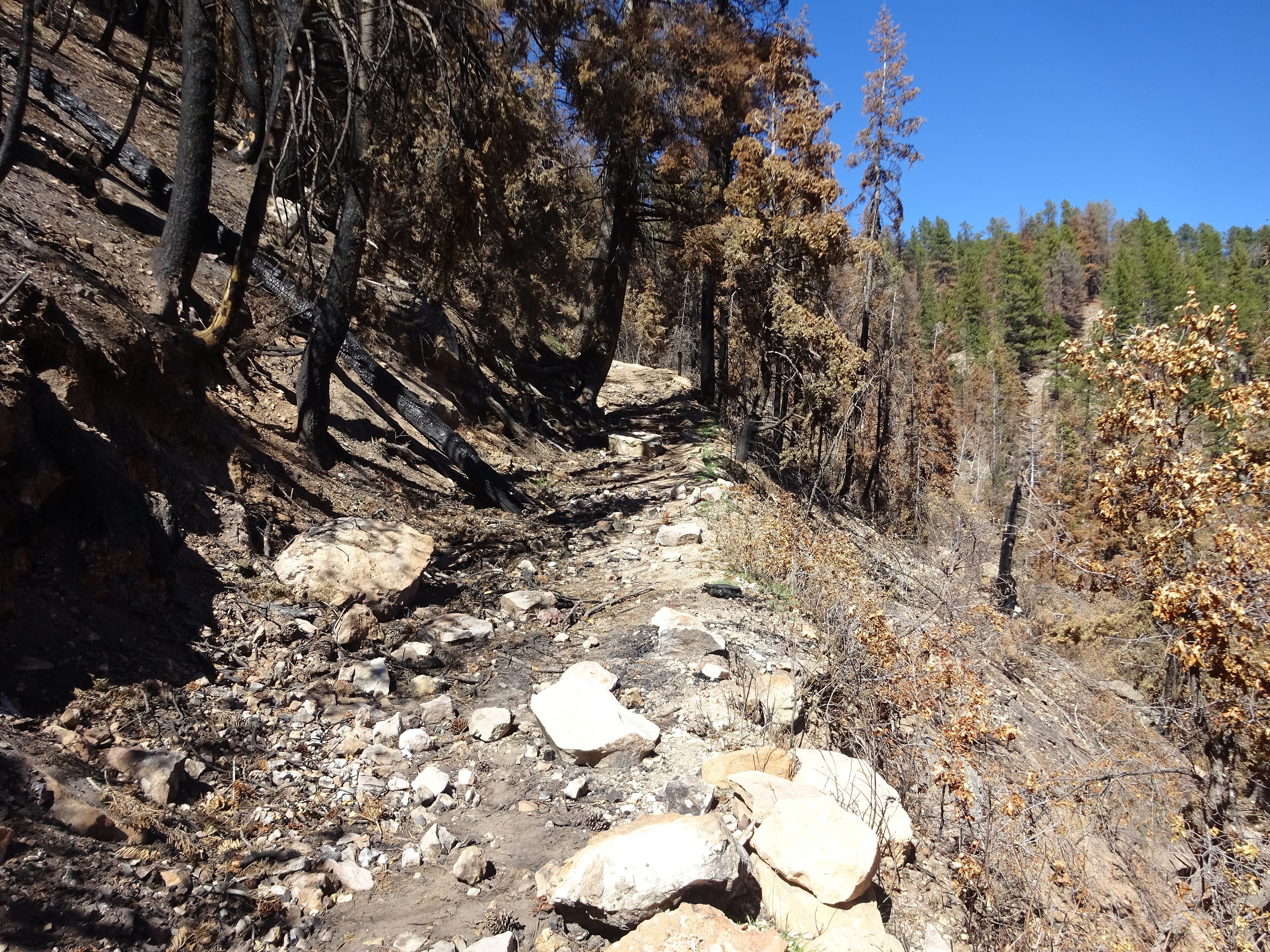 Above Coconino Overlook, Grand Canyon — a walk after fire, not a rim postcard