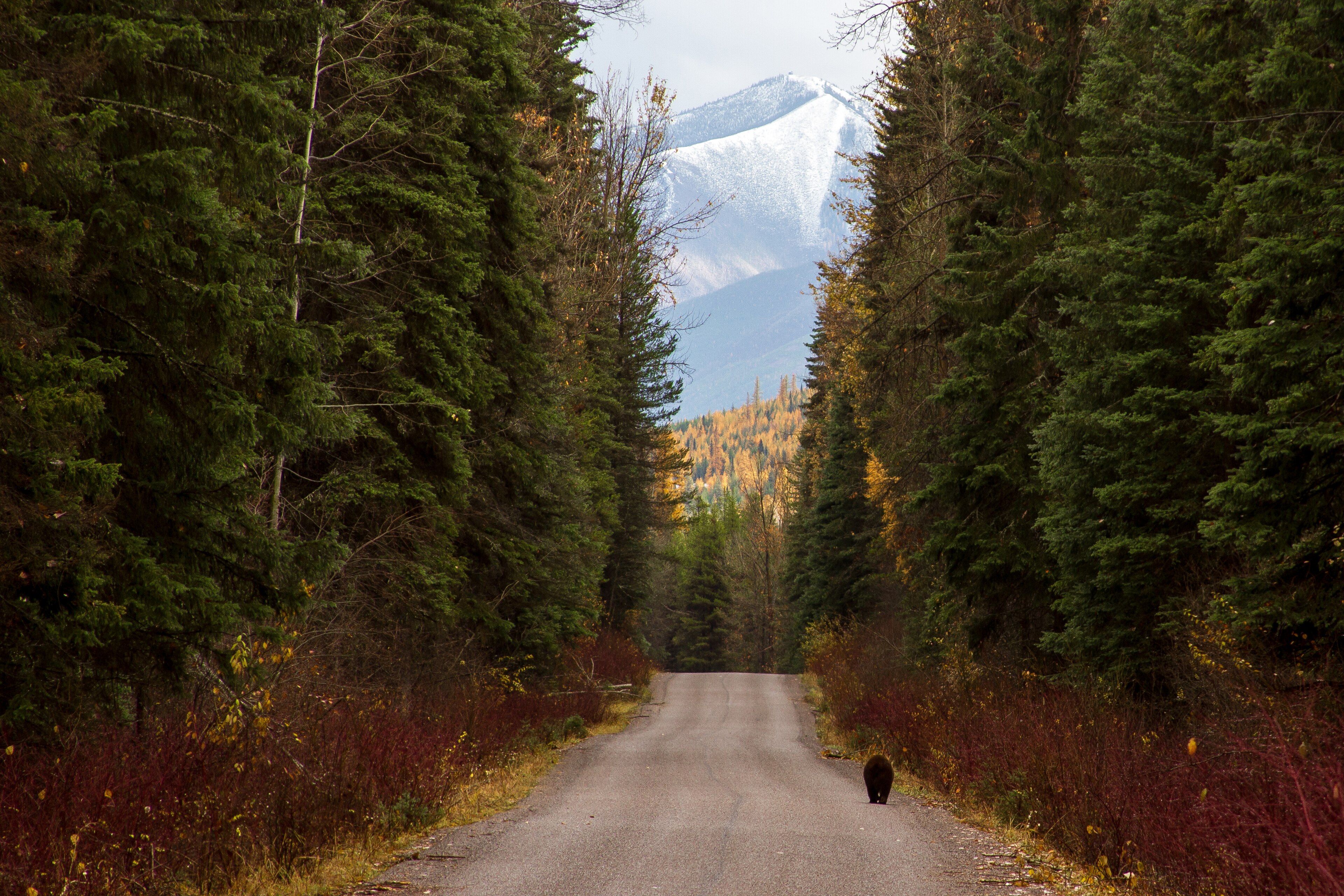Black bear, Glacier National Park