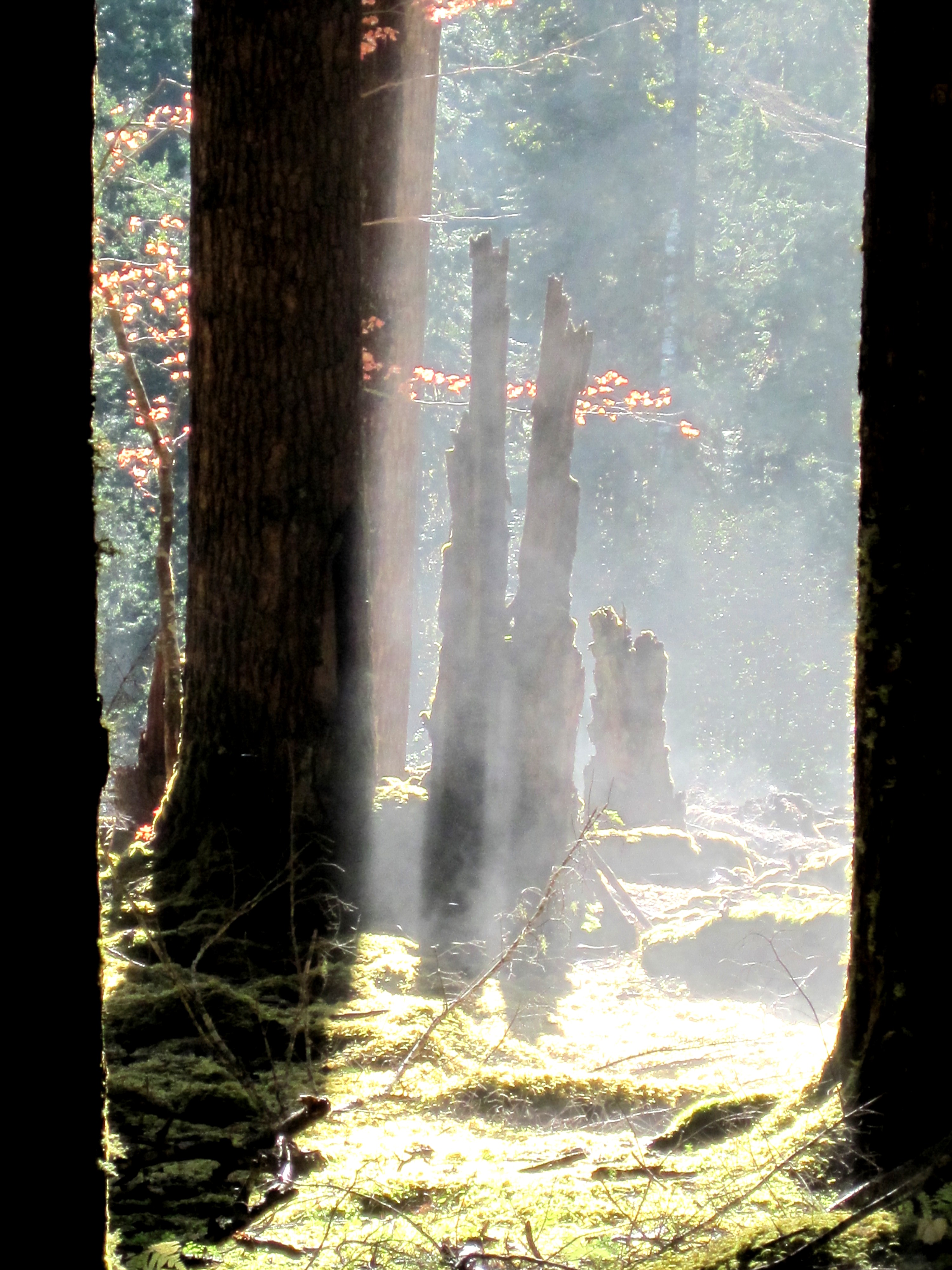 Olympic National Park rainforest